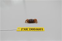 藏品(萬歲大眼蟹)的圖片